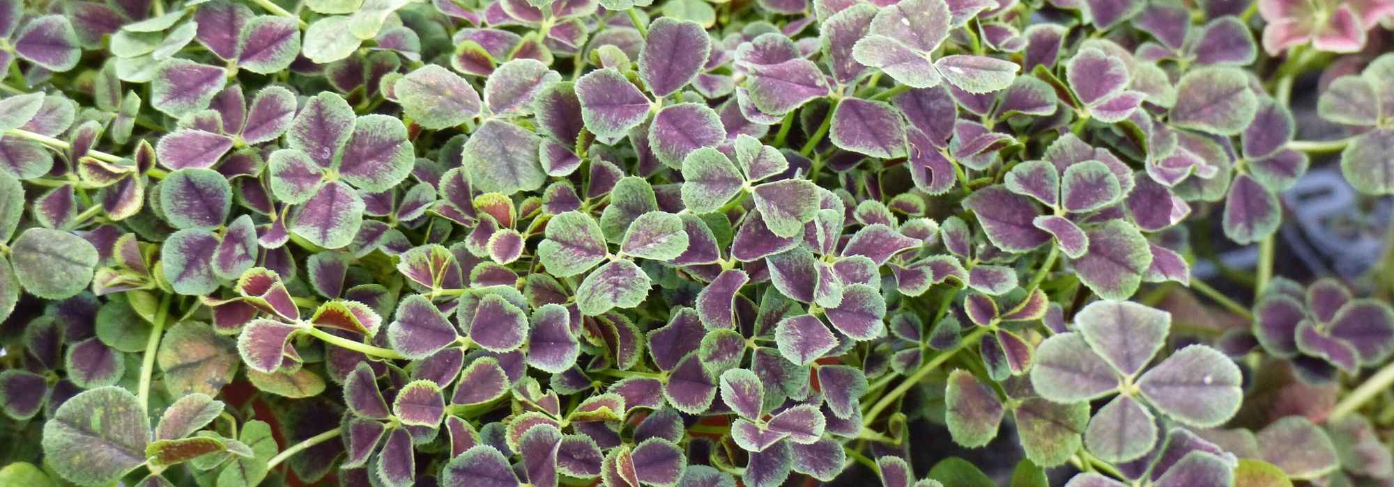 Klee (Trifolium): pflanzen, säen, pflegen