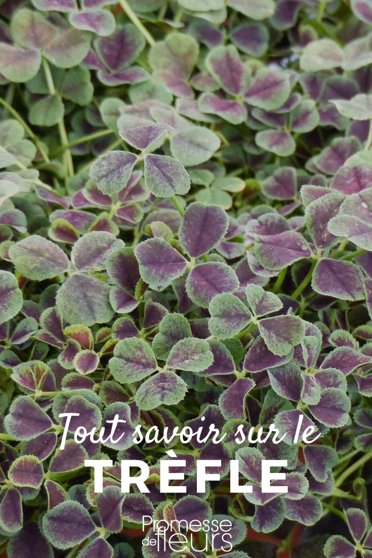 Trifolium – Alles, was Sie wissen müssen