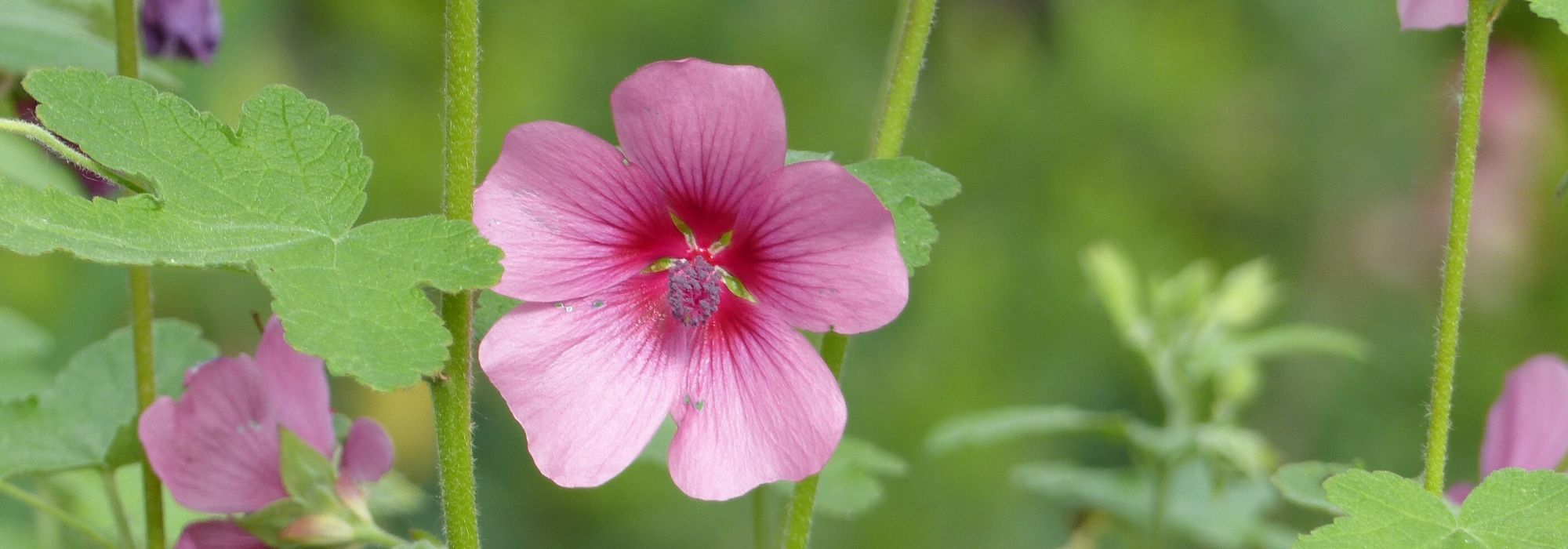 Anisodontea: Pflanzung, Pflege, Rückschnitt