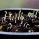 Gemüsegarten-Kalender – Januar