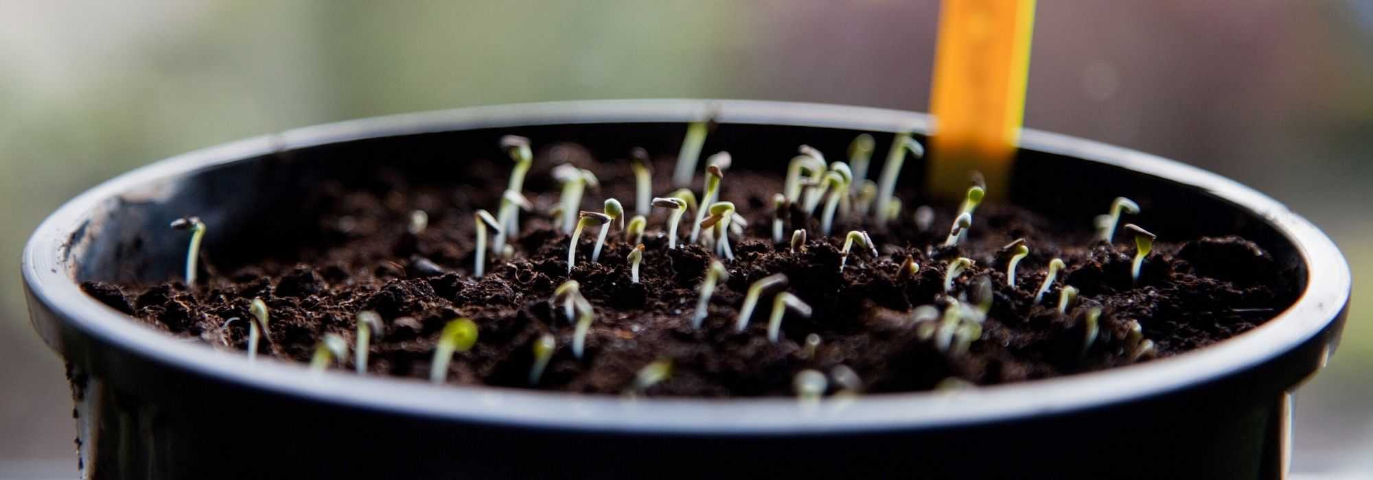 Gemüsegarten-Kalender – Januar