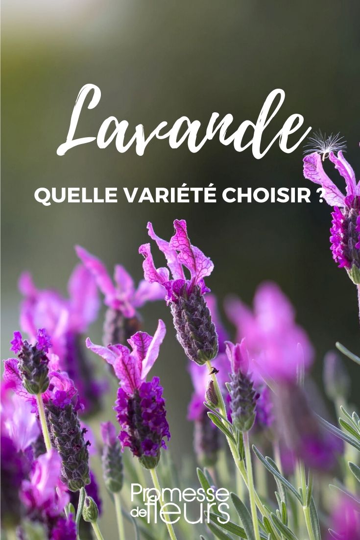 Lavendel: Die richtige Sorte auswählen