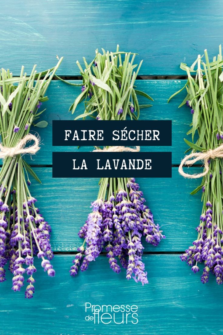 Trocknen von Lavendel