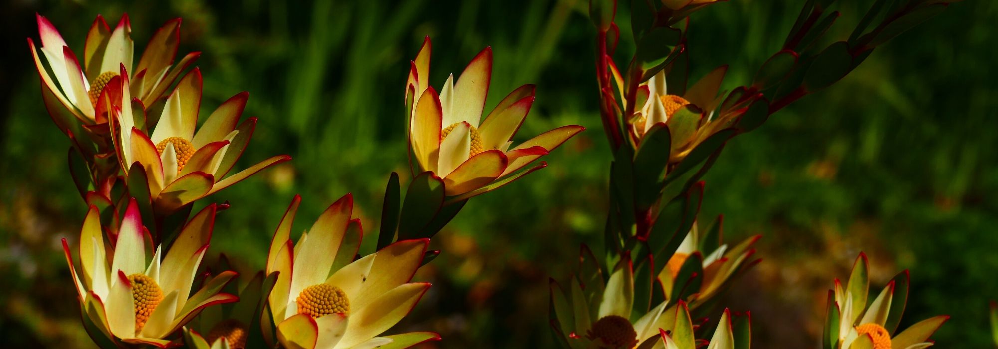 Silberbaum: Pflanzen, Anbau und Pflege