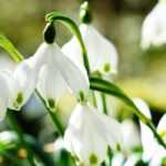 Knotenblume, Leucojum: Pflanzung, Kultur, Pflege