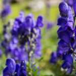 7 Giftpflanzen für den Garten: Das sollten Sie wissen