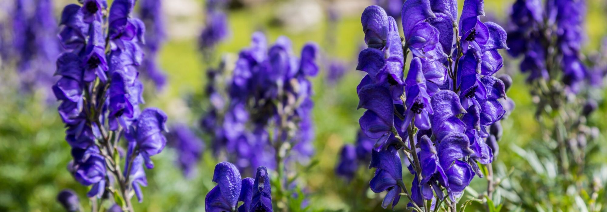 7 Giftpflanzen für den Garten: Das sollten Sie wissen