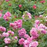 Wann und wie eine Bodendecker-Rose schneiden?