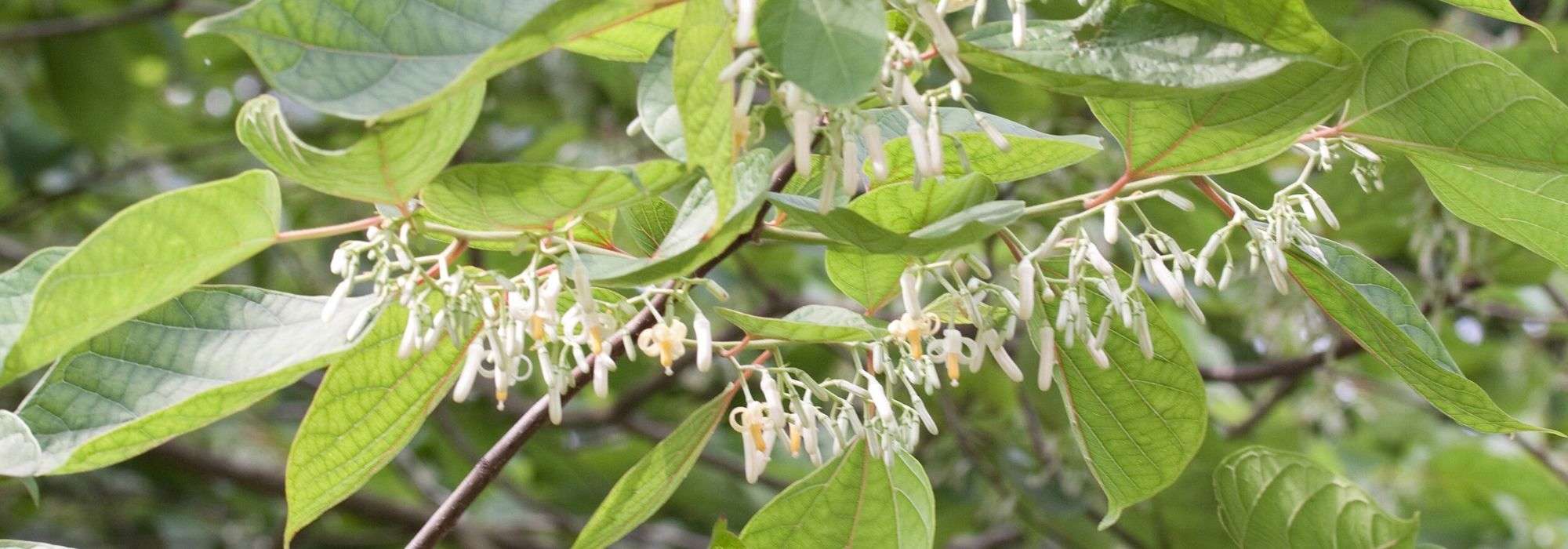 Platanenblättrige Alangie, Alangie chinense: Pflanzung