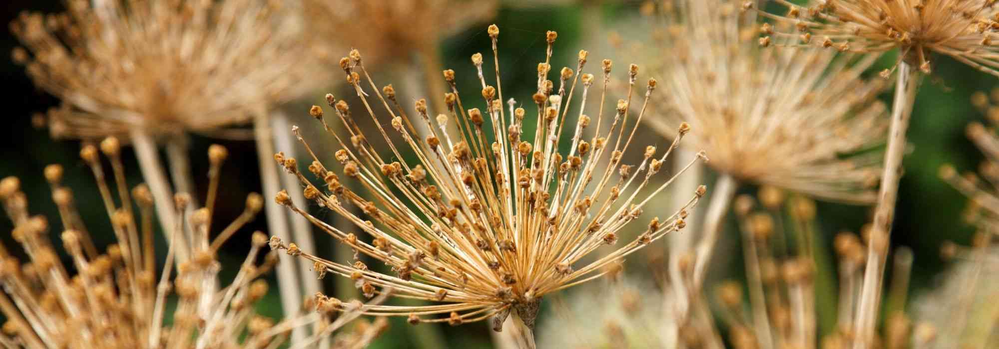 Knoblauchblüten trocknen: So geht’s