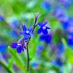 Ochsenzunge, Anchusa: Pflanzen & Pflege