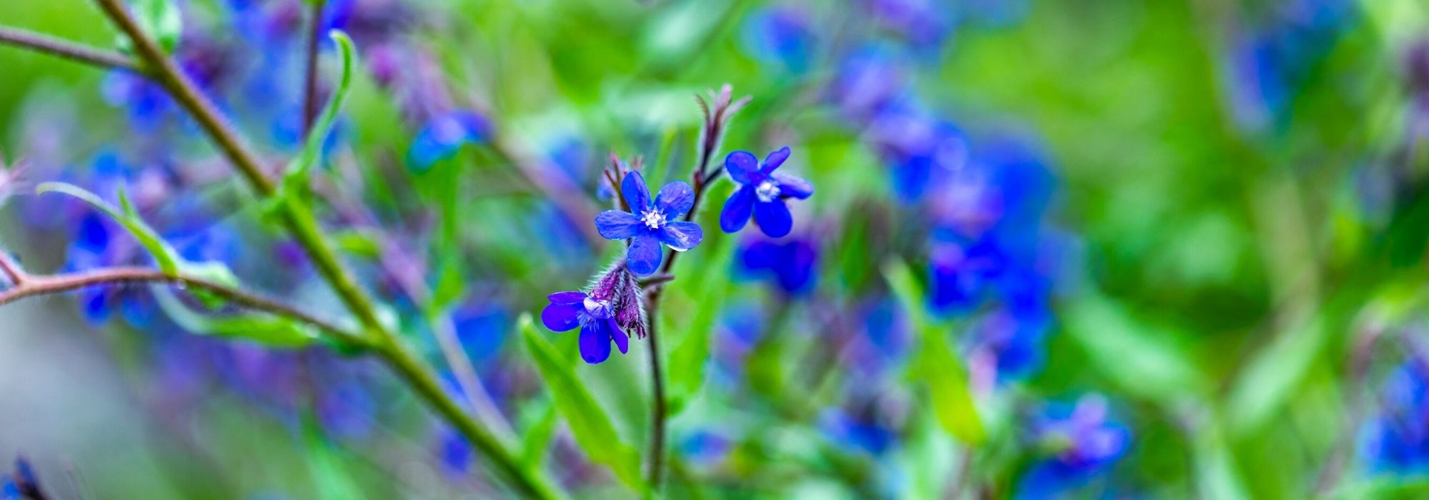 Ochsenzunge, Anchusa: Pflanzen & Pflege