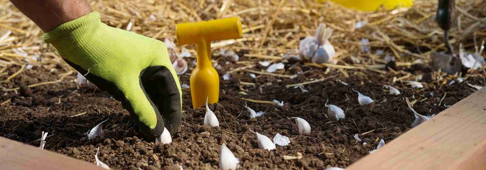 Gemüsegartenkalender: Februar