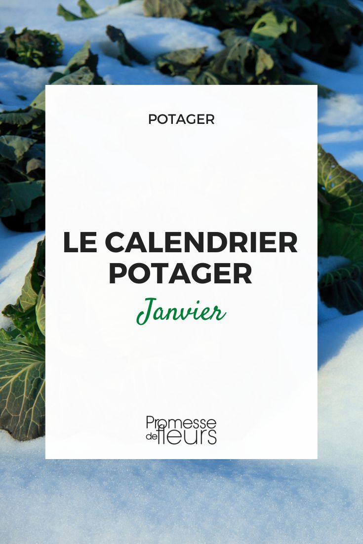 Gemüsegarten-Kalender Januar