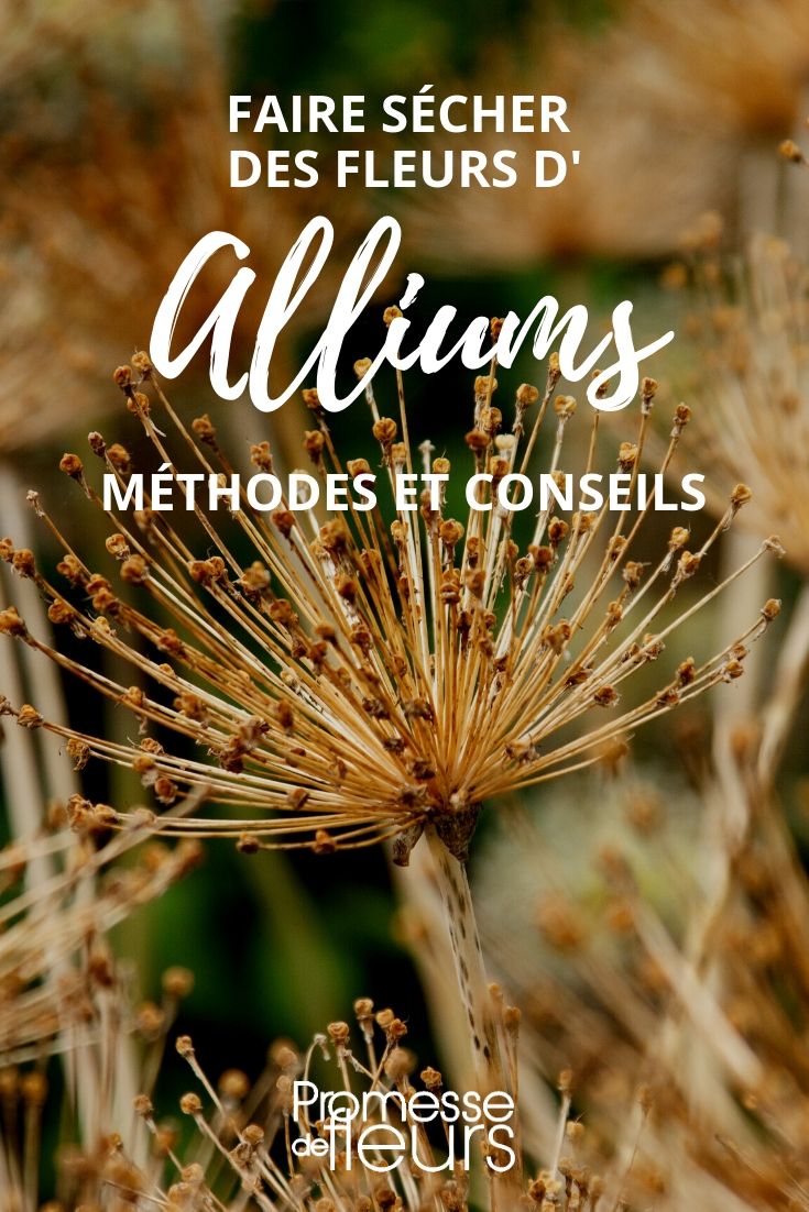 Wie trocknet man Allium? Unsere Tipps