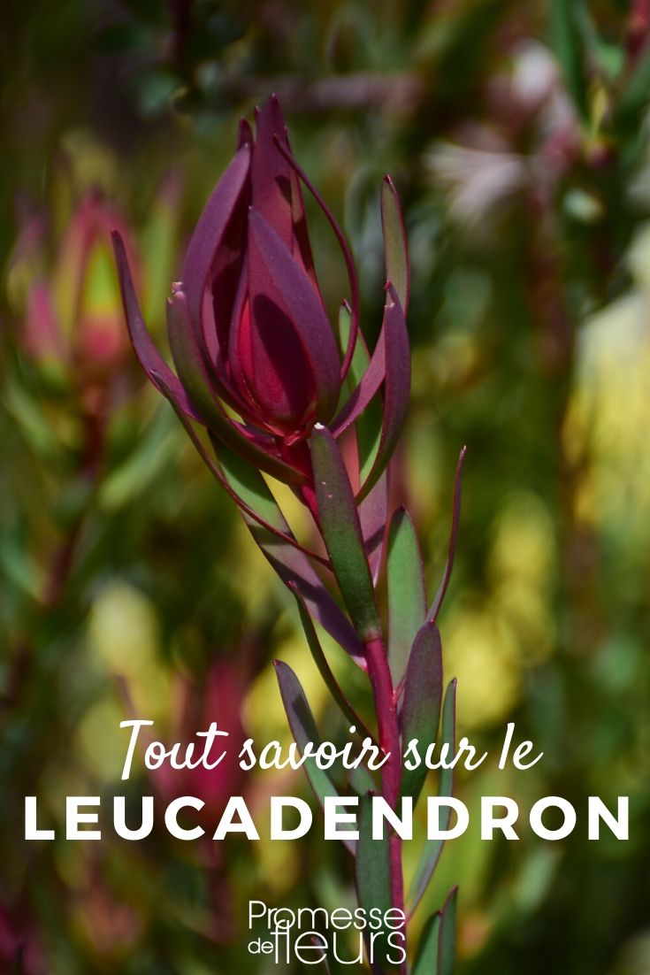 Leucadendron – Alles, was Sie wissen müssen