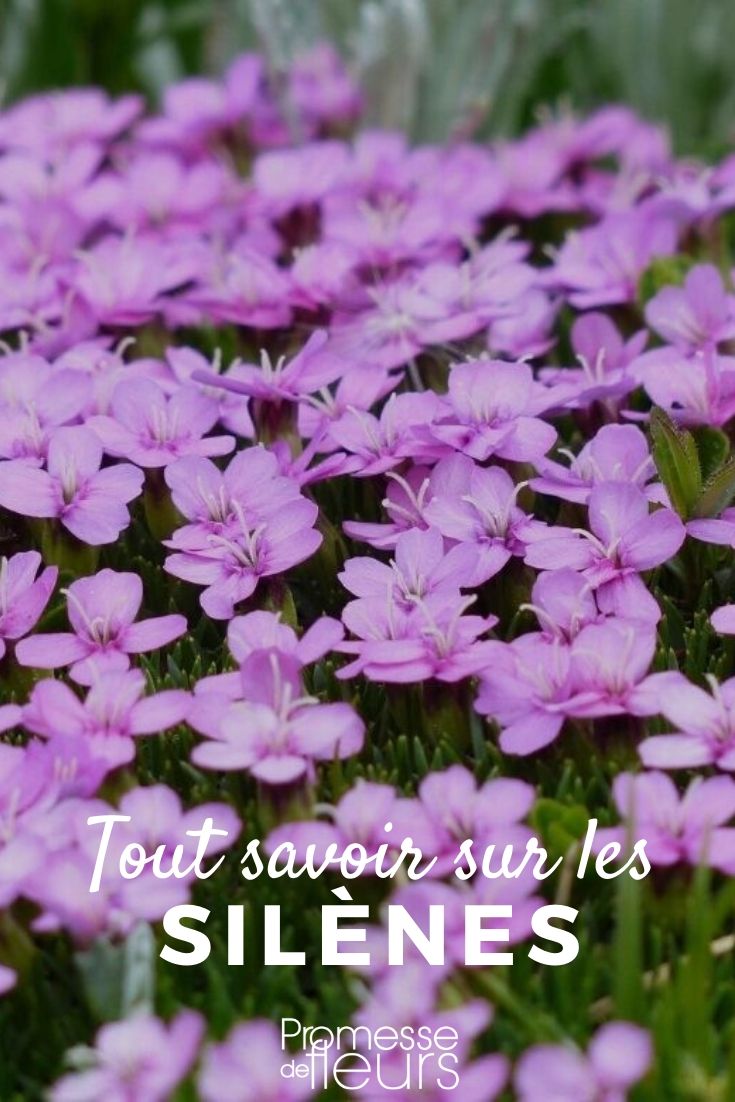Silene – Alles, was Sie wissen müssen