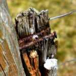 Tetanus: Gärtner, Impfauffrischung nicht verpassen!