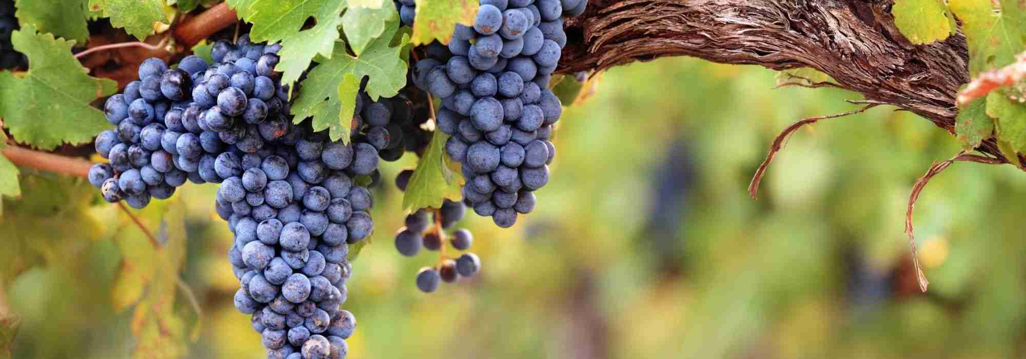 Weinreben vermehren: Stecklinge erfolgreich ziehen
