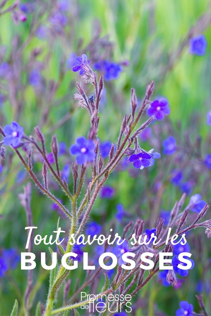 Buglosse, Anchusa: Pflanzen und Pflegen