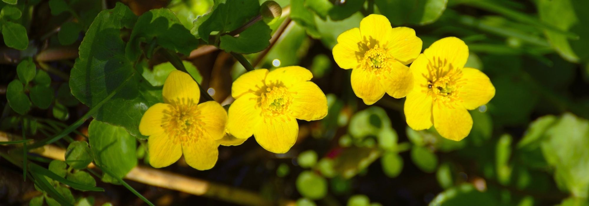 Sumpf-Dotterblume (Caltha palustris): pflanzen, pflegen