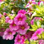 Schöne Blumenampeln