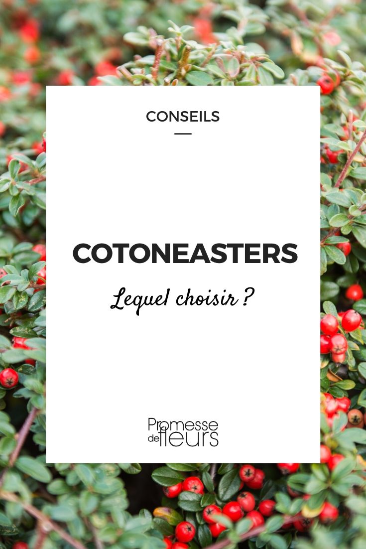 Cotoneaster: Welchen soll man wählen?