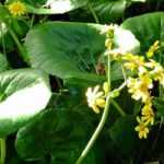 Farfugium japonicum: Pflanzen, Pflege & Standort