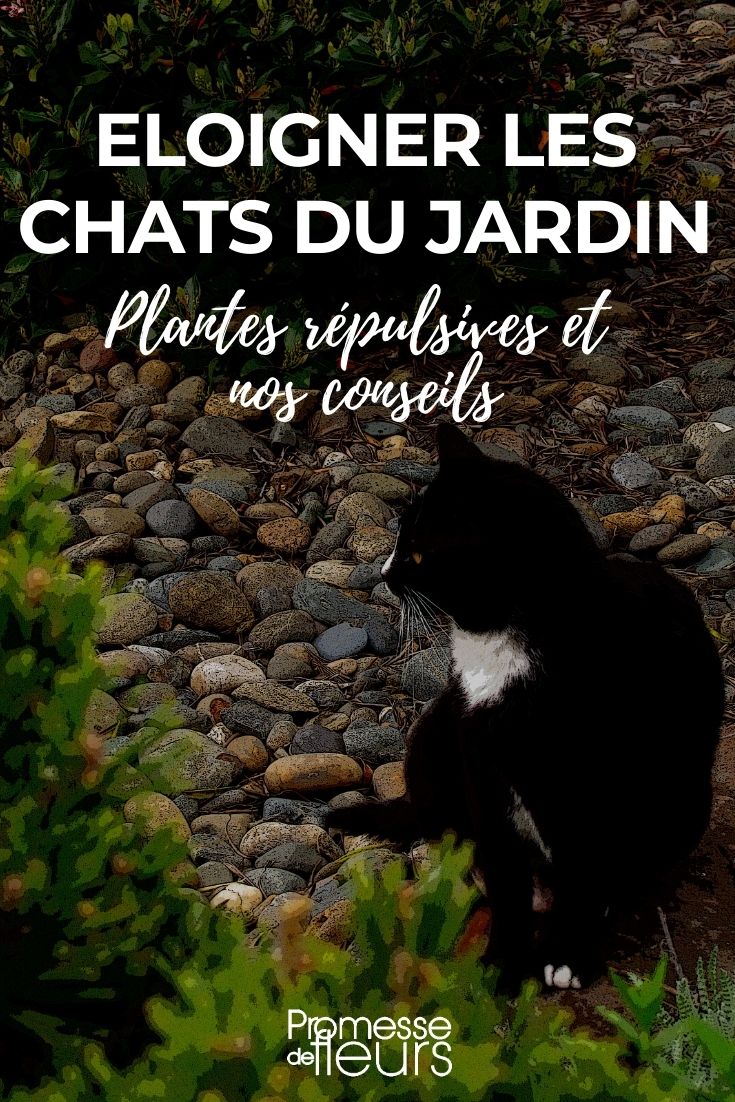 Pflanzen zur Katzenscheuche im Garten