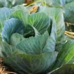 Kohl: pflanzen, säen, ernten