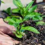 Rückenschonend gärtnern: Haltung und Gartenplanung