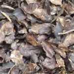 Dekorative Mulch: stilvoller Garten!