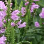 Gelenkblume: Pflanzen, Pflege, Standort