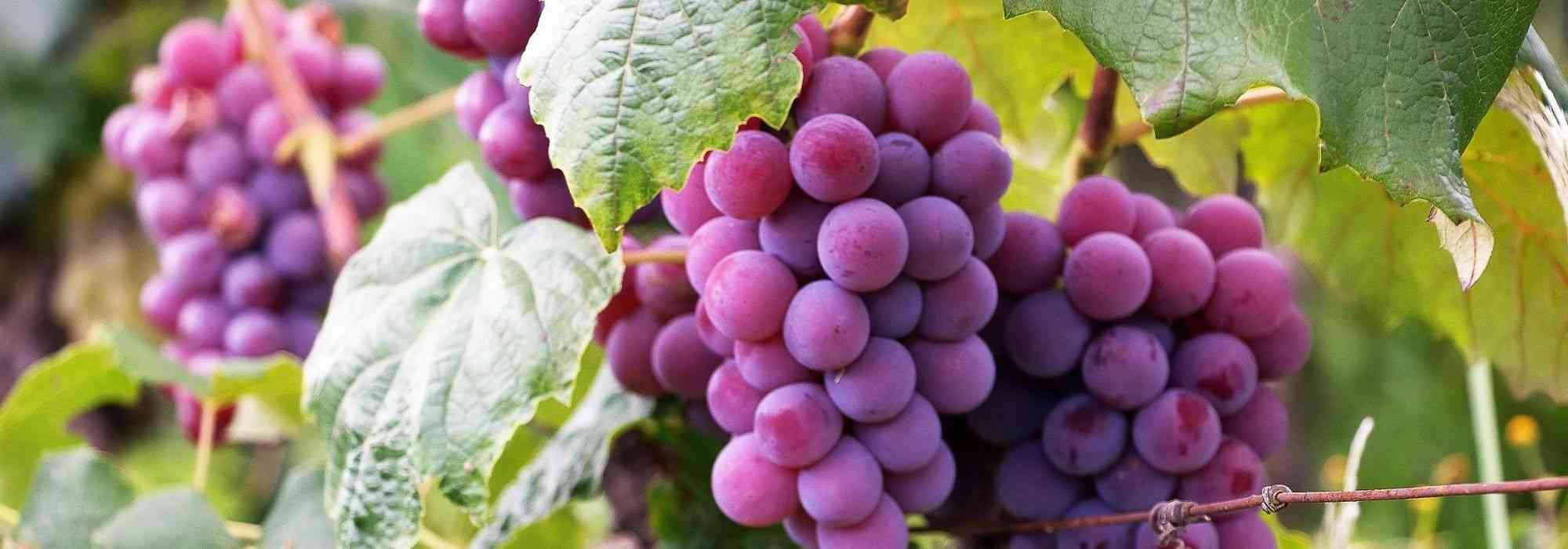 Weinrebe: 10 winterharte Sorten für Nordfrankreich