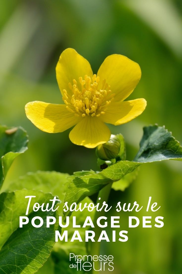 Caltha palustris – Alles, was Sie wissen müssen