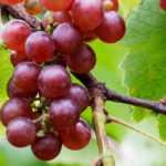 Weinrebe im Topf kultivieren