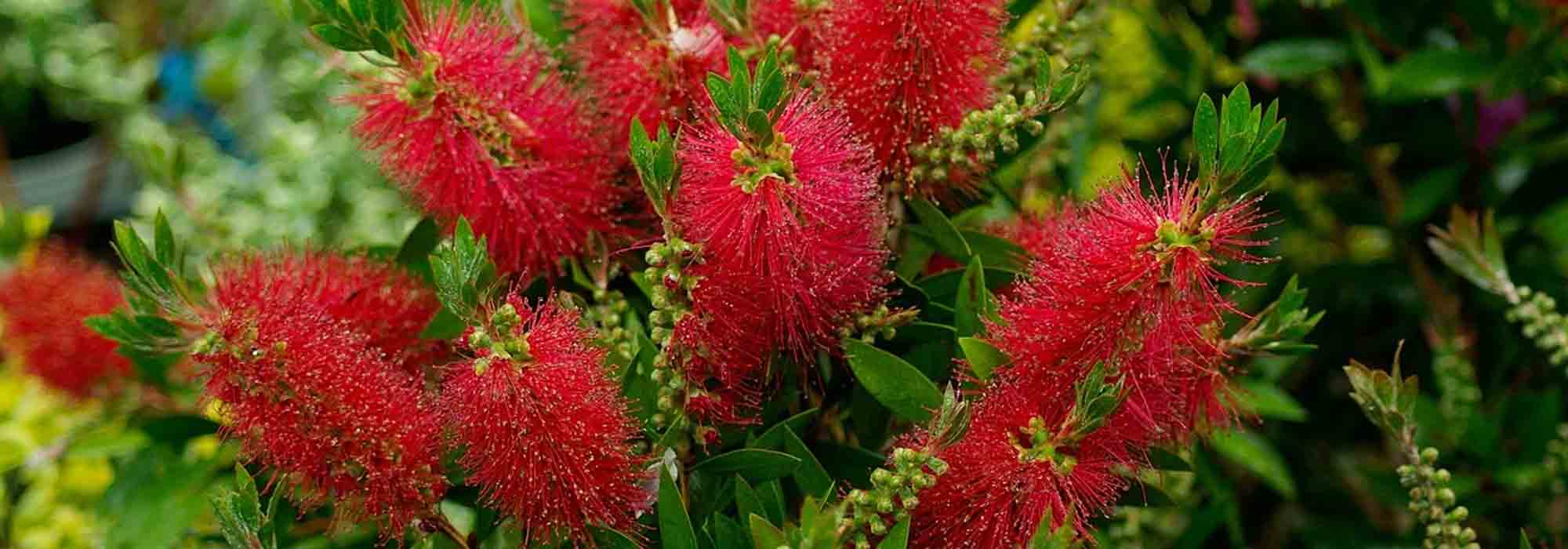 Callistemon oder Zylinderputzer: beste Sorten