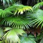 Livingstonpalme: Pflanzen und Pflege