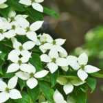 Cornus kousa, Chinesischer Blumen-Hartriegel: Auswahl, Pflanzung und Pflege