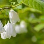 Halesia, Schneeglöckchenbaum: pflanzen und pflegen