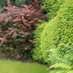 Immergrüne Sträucher im Garten verwenden