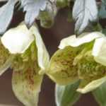 6 winterblühende Waldreben