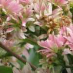 9 Sträucher mit Herbstblüte