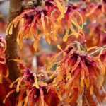 8 orange Blühsträucher für den Garten