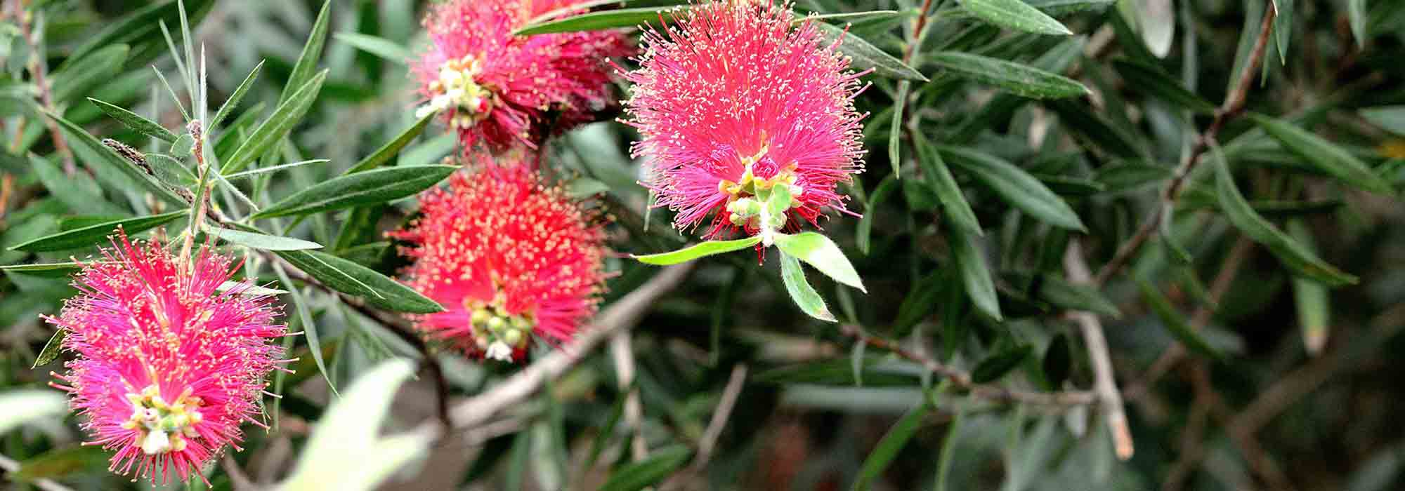 Callistemon schneiden?