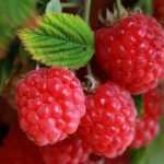 Wie kann man Himbeeren vermehren?