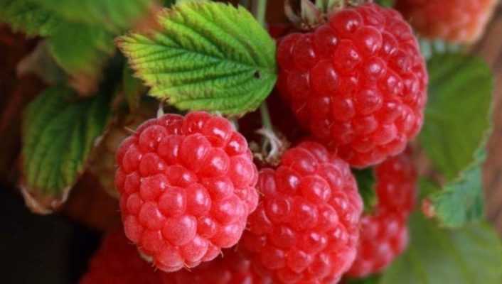 Wie kann man Himbeeren vermehren?