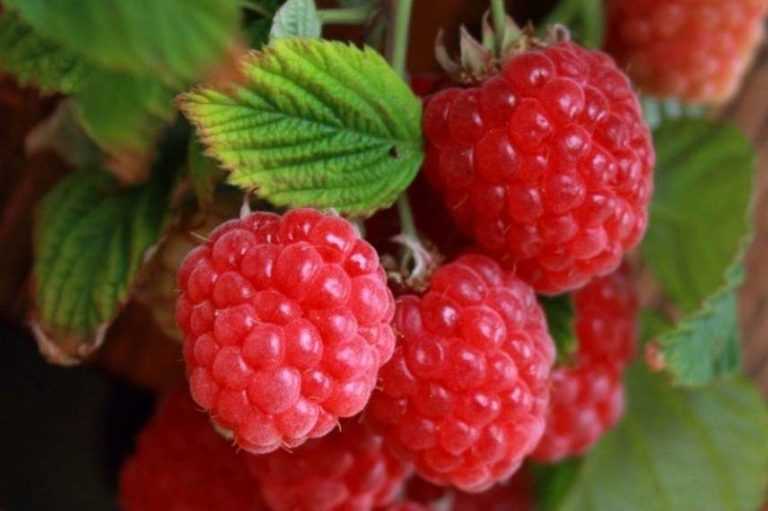 Wie kann man Himbeeren vermehren?