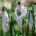 Schneeglöckchen: 5 Kombi-Ideen