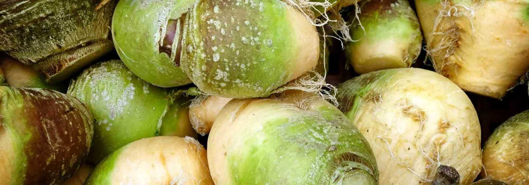 Der Steckrübe: säen, Anbau, Ernte